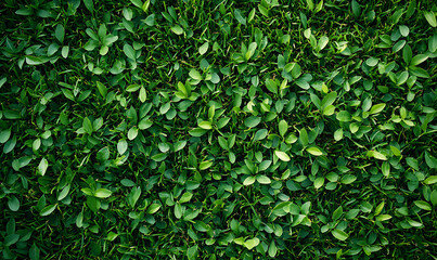 Fototapeta premium Green grass texture background, seamless pattern of a green golf field with small green leaves for a sport and nature concept design.