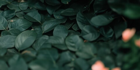 緑豊かな葉に包まれた場所で、自然の静けさを楽しむ瞬間を捉えた。