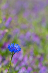 Blue cornflower blooming in White Carpathians, Southern Moravia, Czech Republic