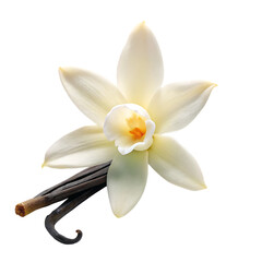 A white vanilla flower with a sticks isolated on white background .PNG