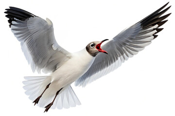 Fototapeta premium laughing-gull-isolated-on-transparent-background- (5)