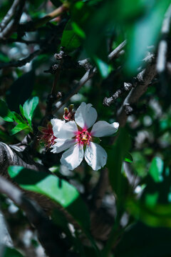 Flor blanca y rosa