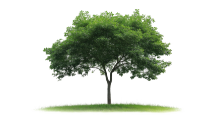 A large tree stands alone in a field of grass