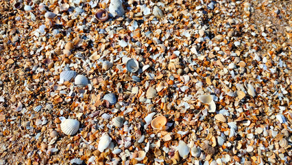 Lots of shells on the sea beach
