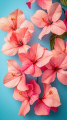 Obraz premium Collection of vibrant pink and peach bougainvillea flowers with green leaves arranged on a bright blue background showcasing natural floral beauty and tropical nature in stunning detail