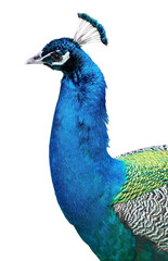 Obraz premium Beautiful peacock head