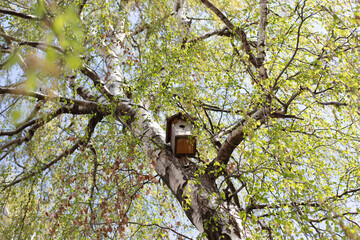 Birdhouse on a birch tree