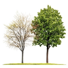 Obraz premium Juxtaposition of spring's delicate blossoms and summer's lush foliage on solitary trees