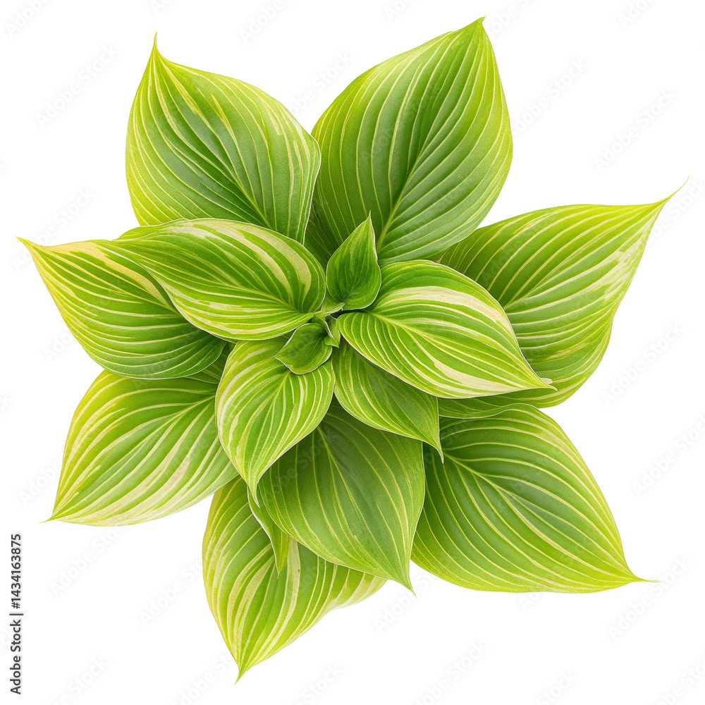 Poster striking green hosta plant with vibrant leaf patterns showcased on a clear backdrop