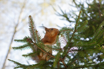 squirrel on a tree