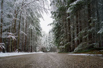 Winter road surrounded by snow-covered trees in a tranquil forest setting