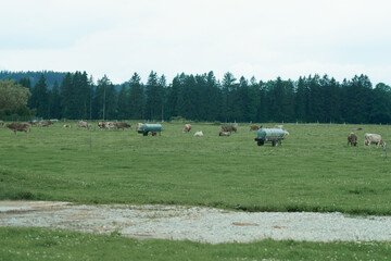 Cows grazing in a lush green field near a dense forest on an overcast day