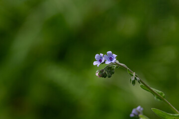 The beautiful wildflower Cynoglossum creticum is a plant in the Boraginaceae family.  Purple colored flower. Green blurred background.