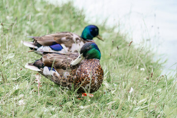 Two mallard ducks resting on the grassy bank by the water on a serene afternoon in early spring