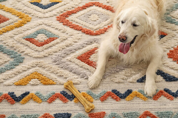 Cute dog with chew bone on floor at home, space for text