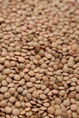 Raw brown lentils as background, closeup view