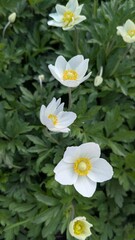 white flowers anemone