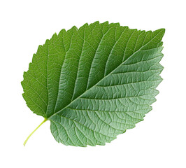 Nature's vibrant green leaf forest botanical isolated on transparent background