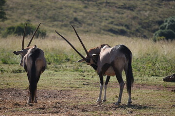 Majestic Gemsbok Oryx group Standing in Open Field of African Savannah