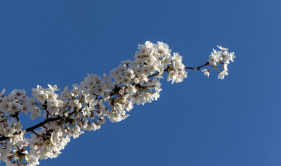 beautiful cherry blossom flowers blooming in brooklyn new york city street (sign symbol of spring springtime warm weather) white and pink flower bloom blossoms tree trees pollen allergy beauty nature