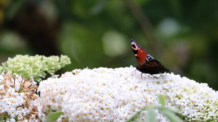 Peacock butterfly on leaf, in a garden