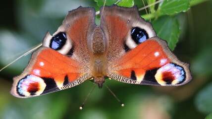Peacock butterfly on leaf, in a garden