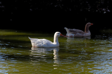 The American Buff is an American breed of domestic goose.