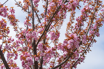 Pink cherry blossoms against a sky