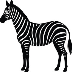 zebra isolated on white background