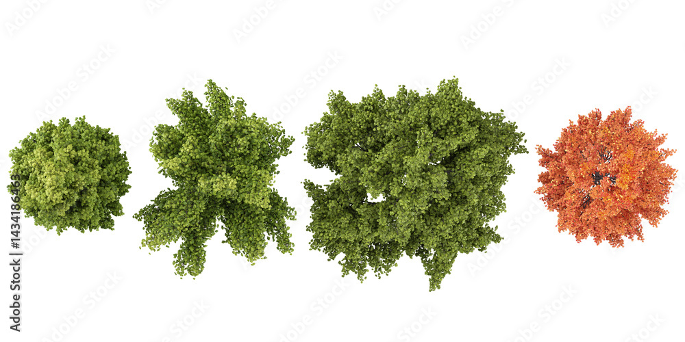 Poster collection of acer trees on transparent background from the top view
