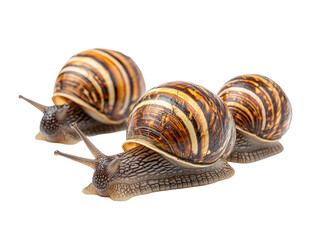 Slow moving snails on nature isolated on transparent background