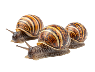 Slow moving snails on nature isolated on transparent background