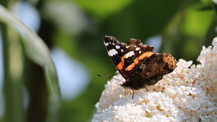 Red Admiral butterfly in a garden
