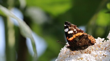 Red Admiral butterfly in a garden