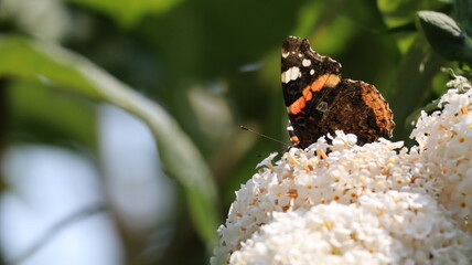 Red Admiral butterfly in a garden