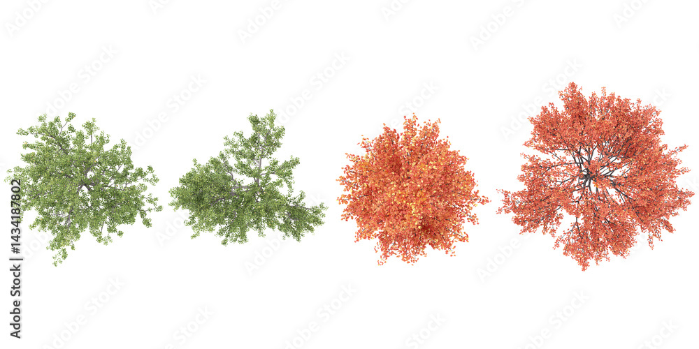 Poster collection of acer,european trees on transparent background from the tp view