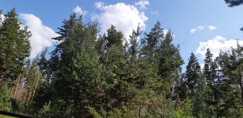 Lush green trees under a vibrant sky with fluffy clouds in a serene forest environment during daytime