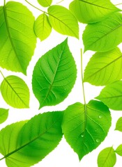 Fototapeta premium Vibrant Green Leaves Stock Image