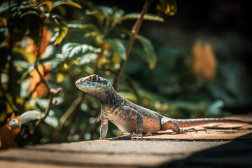 Close-Up of a Lizard in the Sunlight on Wooden Deck