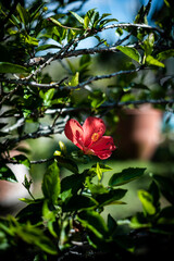Red Hibiscus Flower in Sunlit Green Foliage