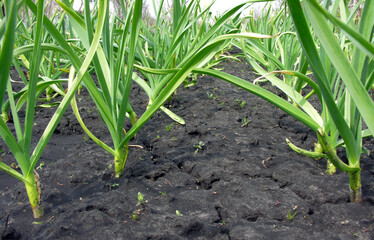 agricultural field - organically cultivated garlic plantation
