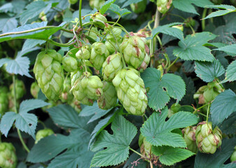 Obraz premium On the stem of the plant cones of hops
