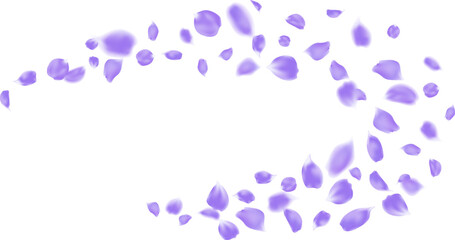 Elegant purple roses petal floating flying motion wind isolated element
