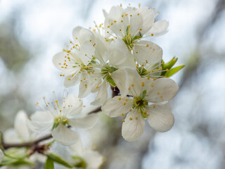Blooming plum tree flowers with delicate white petals and yellow stamens.