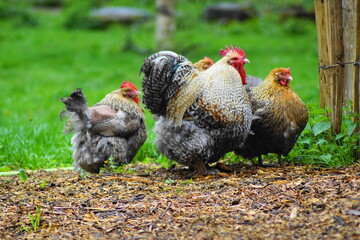 Einige hübsche Hühner mit grau weißen Federn