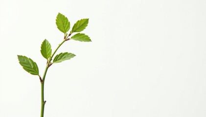 Single, delicate sapling against pure white backdrop, thriving, background, nature