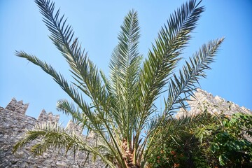Palm leaves on the background of a medieval fortress