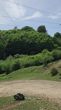 Green nature