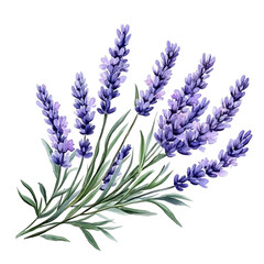Naklejka premium lavender flowers watercolor isolated on transparent background cutout