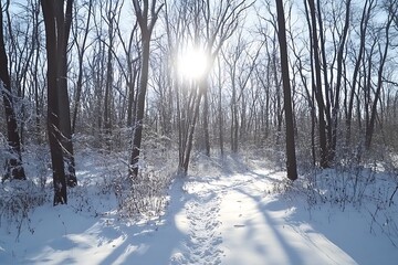 Obraz premium Winter Wonderland Sunlit Path Through a Snow-Covered Forest, Serenity, Tranquility, and Natural Beauty